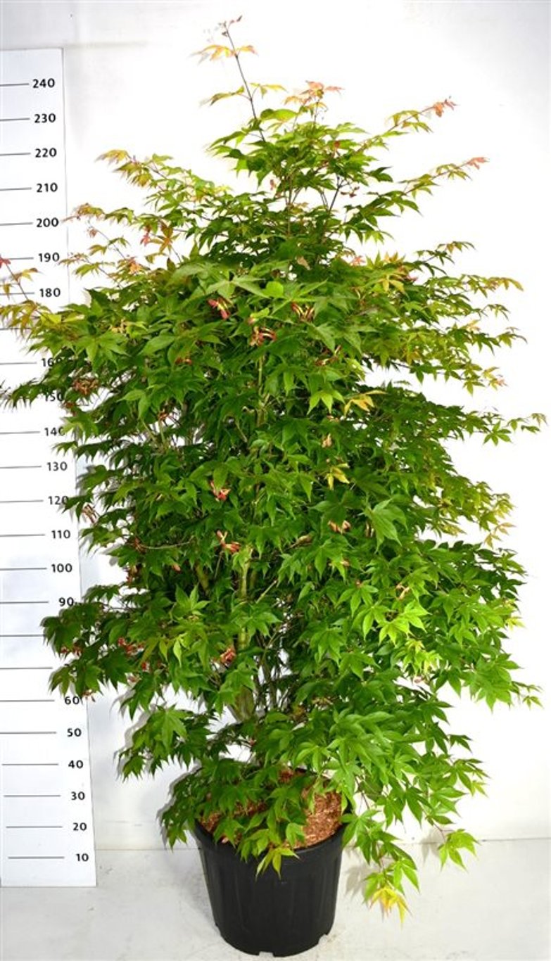 Acer pal. 'Osakazuki' - C45 175-200 CM